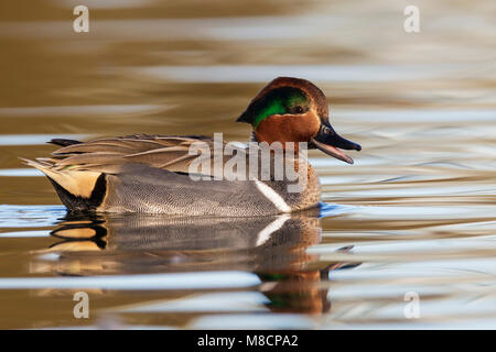 Erwachsene männliche Santa Clara Co., CA Dezember 2012 Stockfoto