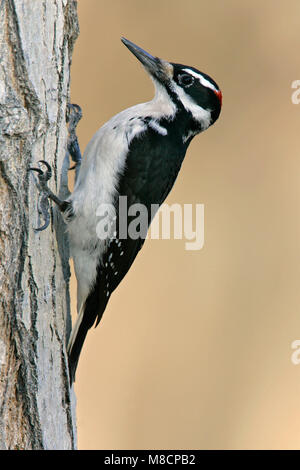 Erwachsenen männlichen Kern Co., CA Januar 2005 Stockfoto