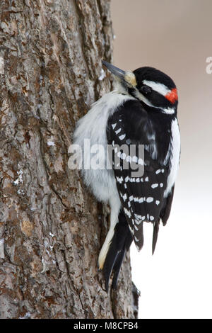 Erwachsene männliche St. Louis Co., MN Januar 2005 Stockfoto