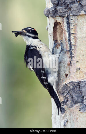 Erwachsene männliche Mono Co., CA Juni 2008 Stockfoto