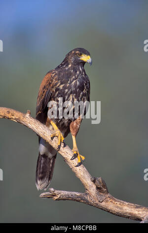 Juvenile Pima Co., AZ Dezember 2003 Stockfoto