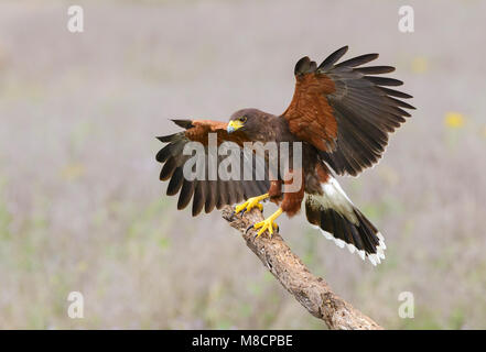 Nach Hidalgo Co., TX März 2014 Stockfoto