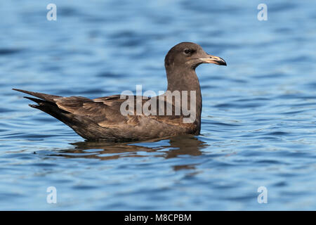 1. winter San Diego Co., CA Dezember 2012 Stockfoto