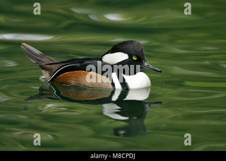 Erwachsene männliche Harris Co., TX November 2004 Stockfoto