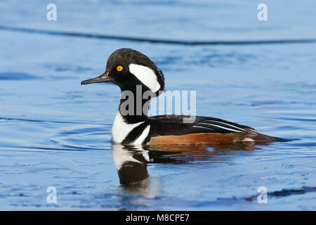 Vogel Bild von Brian E. Kleine Stockfoto