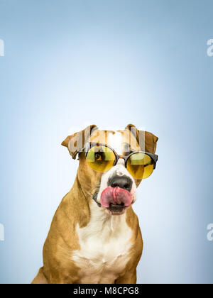 Lustige Staffordshire Terrier Hund in Sonnenbrille leckt seine Nase. Studio Foto von Pitbull Terrier Welpen in helle gelbe Farbe Sommer Brillen in Posing Stockfoto