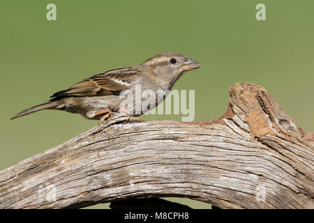 Erwachsene Frau Hidalgo Co., TX Februar 2014 Stockfoto