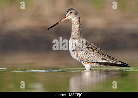 Erwachsene im Übergang zur Zucht Galveston, TX.de April 2010 Stockfoto