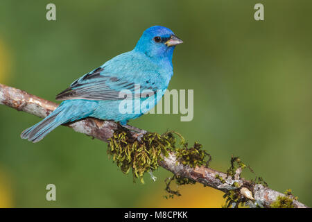 Vogel Bild von Brian E. Kleine Stockfoto