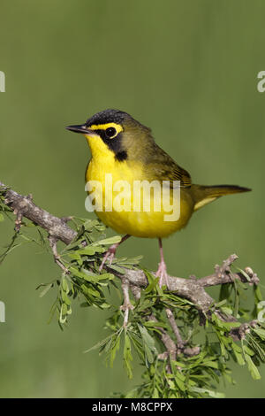 Erwachsene männliche Galveston, TX.de April 2010 Stockfoto