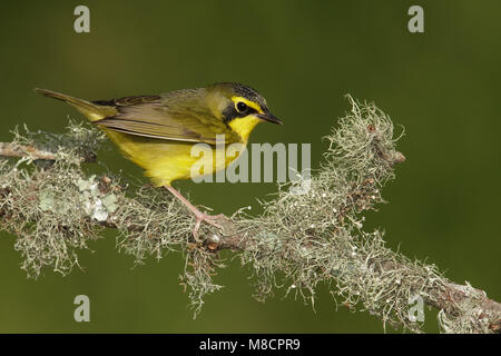 Erwachsene männliche Galveston, TX.de April 2014 Stockfoto