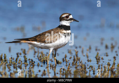 Juvenile Ventura Co., CA September 2010 Stockfoto