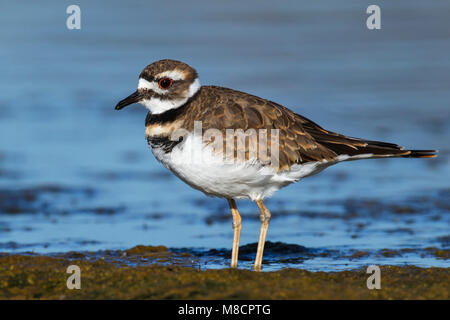 Juvenile Ventura Co., CA September 2010 Stockfoto