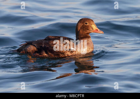 1. Winter männlich Los Angeles Co., CA Dezember 2009 Stockfoto