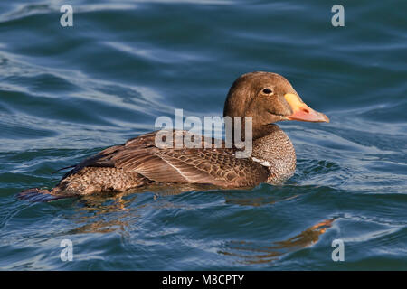 1. Winter männlich Los Angeles Co., CA Dezember 2009 Stockfoto