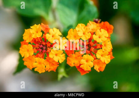 Zwei kleine coloful Sommer Blumen auf grünem defokussiertem Hintergrund Stockfoto
