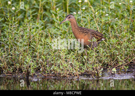 Nach Brazoria Co., TX April 2011 Stockfoto