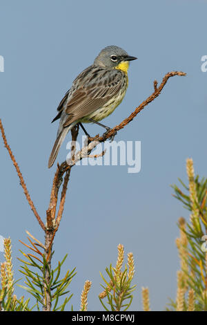 Erwachsene männliche Zucht Ogemaw Co., MI Mai 2007 Stockfoto