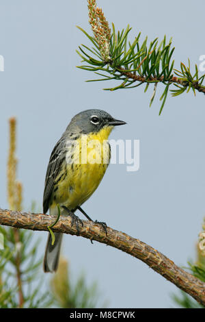 Erwachsene männliche Zucht Ogemaw Co., MI Mai 2007 Stockfoto