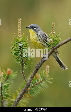 Erwachsene männliche Zucht Ogemaw Co., MI Mai 2007 Stockfoto