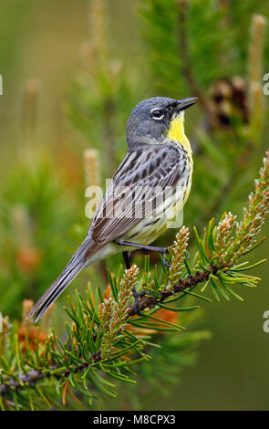 Nach Ogemaw Co., MI Mai 2007 Stockfoto