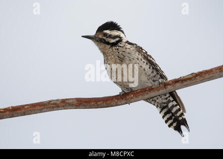 Erwachsene Frau Pima Co., AZ April 2012 Stockfoto