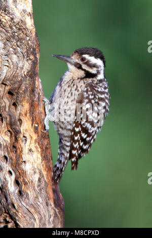 Erwachsene Frau Pima Co., AZ April 2009 Stockfoto