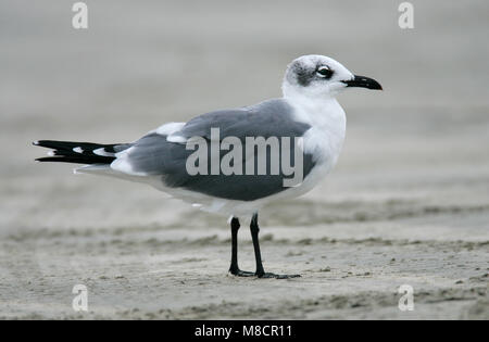 Nach nicht-Zucht Nueces Co., TX November 2004 Stockfoto