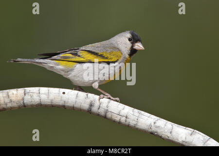 Erwachsene männliche Riverside Co., CA April 2010 Stockfoto