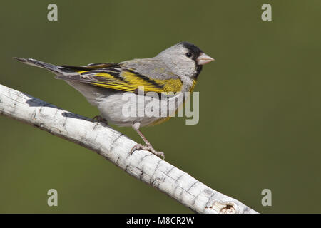 Erwachsene männliche Riverside Co., CA April 2010 Stockfoto