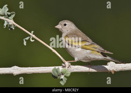 Erwachsene Frau Riverside Co., CA April 2010 Stockfoto