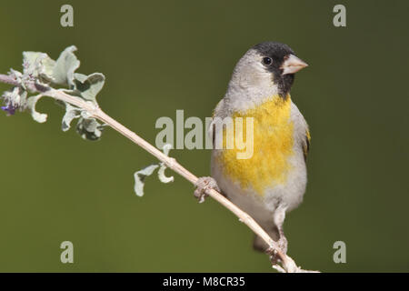 Erwachsene männliche Riverside Co., CA April 2010 Stockfoto