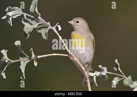 Erwachsene Frau Riverside Co., CA April 2010 Stockfoto