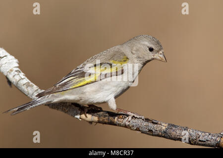 Erwachsene Frau Riverside Co., CA April 2010 Stockfoto