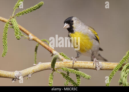 Erwachsene männliche Riverside Co., CA April 2010 Stockfoto