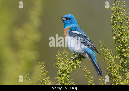 Erwachsene männliche Weber Co., UT Juni 2013 Stockfoto