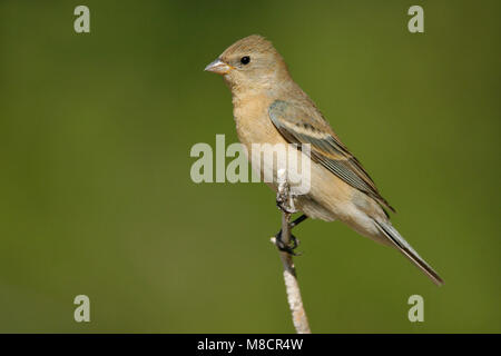 Erwachsene Frau Riverside Co., Ca Mai 2007 Stockfoto