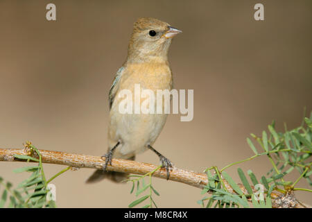 Erwachsene Frau Riverside Co., Ca Mai 2007 Stockfoto