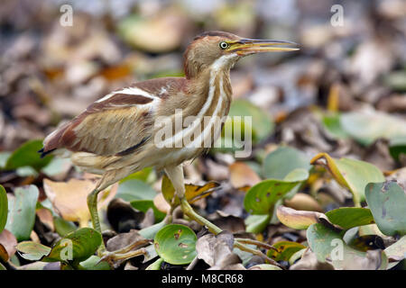 Erwachsene Frau Kammern Co., TX April 2005 Stockfoto