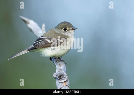 Vogel Bild von Brian E. Kleine Stockfoto