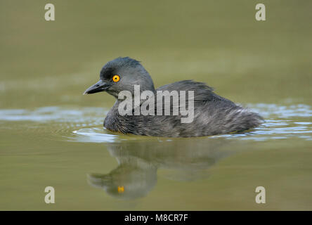 Nach Hidalgo Co., TX Januar 2009 Stockfoto