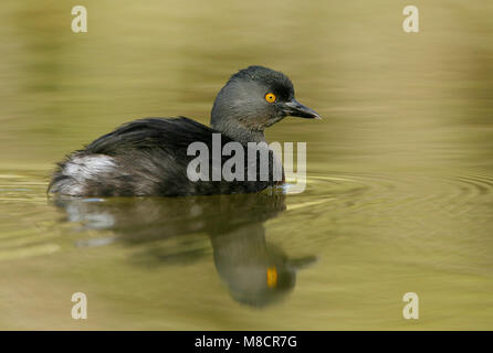 Nach Hidalgo Co., TX Januar 2009 Stockfoto