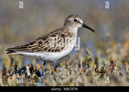 Juvenile Ventura Co., CA September 2010 Stockfoto