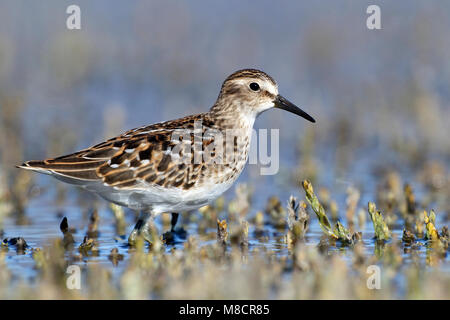 Juvenile Ventura Co., CA September 2010 Stockfoto