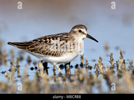 Juvenile Ventura Co., CA September 2010 Stockfoto