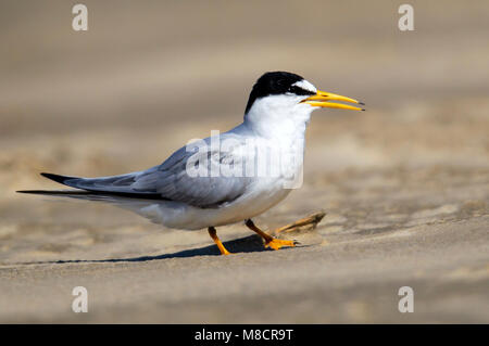 Nach Zucht Galveston, TX.de April 2013 Stockfoto