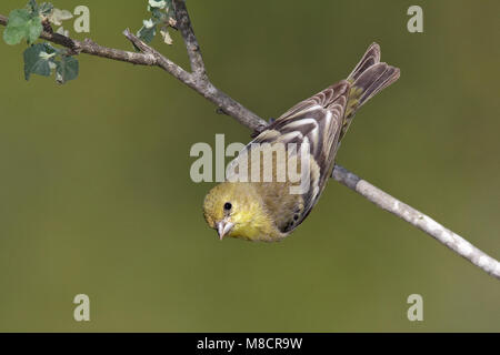 Erwachsene Frau nicht-Zucht Los Angeles Co., CA November 2009 Stockfoto