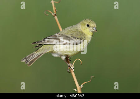 Erwachsene Frau Kern Co., CA März 2005 Stockfoto