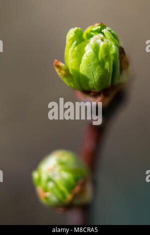 Neue Blätter nur öffnen Stockfoto