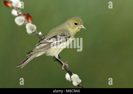 Erwachsene Frau Kern Co., CA März 2005 Stockfoto